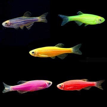GloFish®, Danio rerio: Tropical Fish for Freshwater .